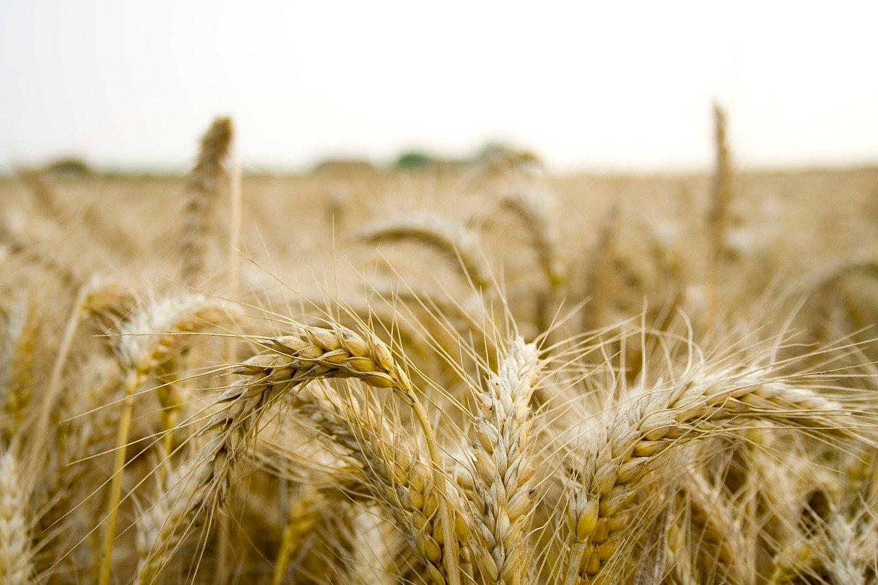 découvrez les dernières innovations et tendances des startups agricoles qui transforment le secteur de l'agriculture. explorez des solutions durables, technologiques et innovantes pour relever les défis agricoles actuels.