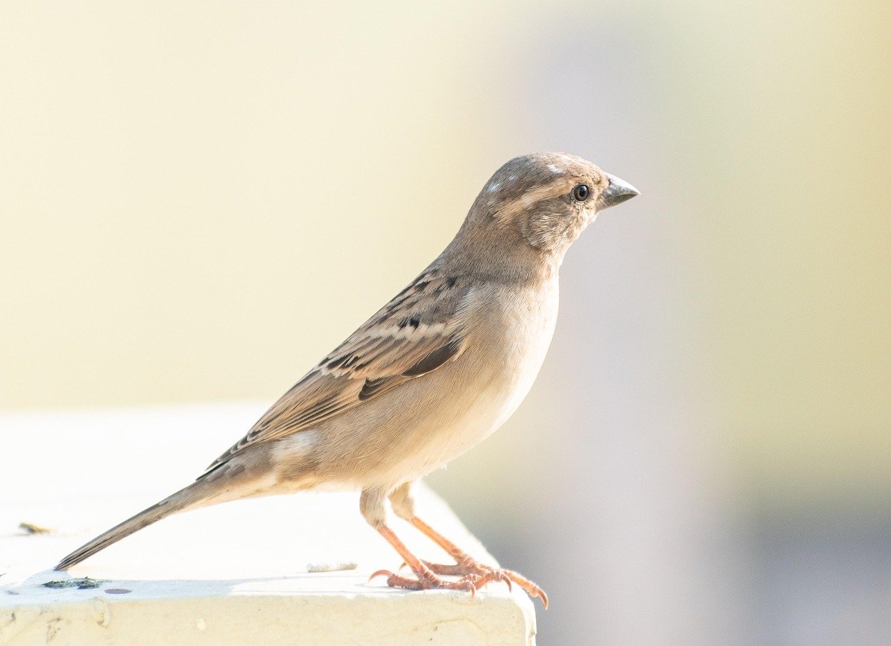 découvrez la passion du birdwatching : un voyage fascinant à travers le monde des oiseaux. apprenez à identifier différentes espÚces, explorez des habitats variés et profitez de la nature tout en observant ces créatures magnifiques.