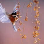 découvrez l'art de l'observation des oiseaux avec notre guide complet sur le birdwatching. apprenez les meilleures techniques, identifiez diverses espèces et profitez de la beauté de la nature tout en développant votre passion pour l'ornithologie.