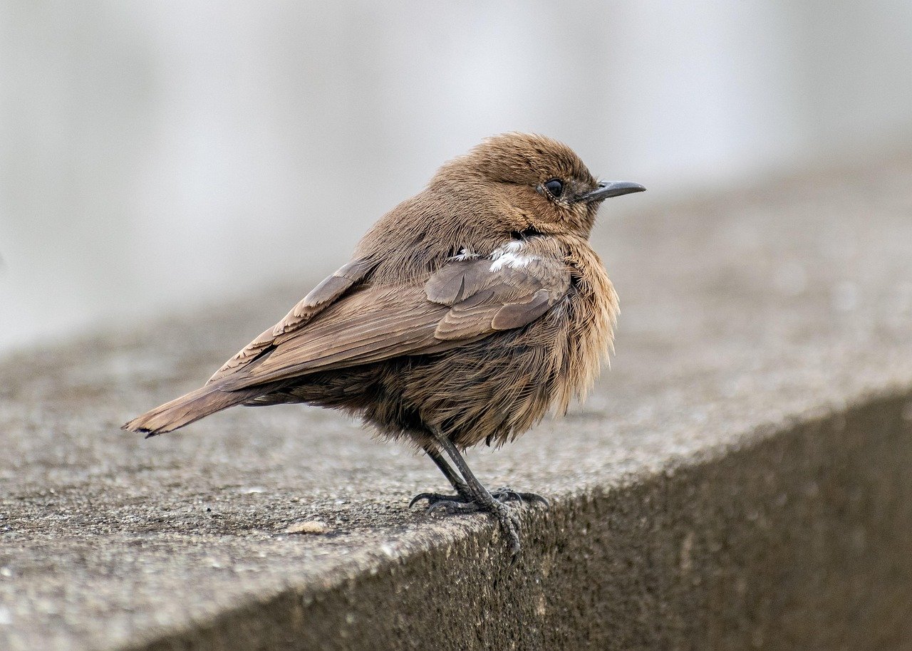 découvrez l'univers fascinant de l'observation des oiseaux avec notre guide complet sur le birdwatching. apprenez les meilleures techniques, les équipements essentiels et les lieux incontournables pour observer les espÚces aviaires dans leur habitat naturel.