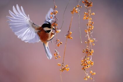 découvrez l'art de l'observation des oiseaux avec notre guide complet sur le birdwatching. apprenez les meilleures techniques, identifiez diverses espèces et profitez de la beauté de la nature tout en développant votre passion pour l'ornithologie.
