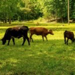 découvrez comment réduire votre empreinte carbone grâce à des gestes quotidiens simples et efficaces. apprenez les stratégies pour limiter l'impact environnemental de votre mode de vie et contribuez à un avenir plus durable.