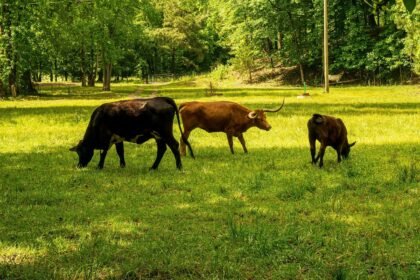 découvrez comment réduire votre empreinte carbone grâce à des gestes quotidiens simples et efficaces. apprenez les stratégies pour limiter l'impact environnemental de votre mode de vie et contribuez à un avenir plus durable.