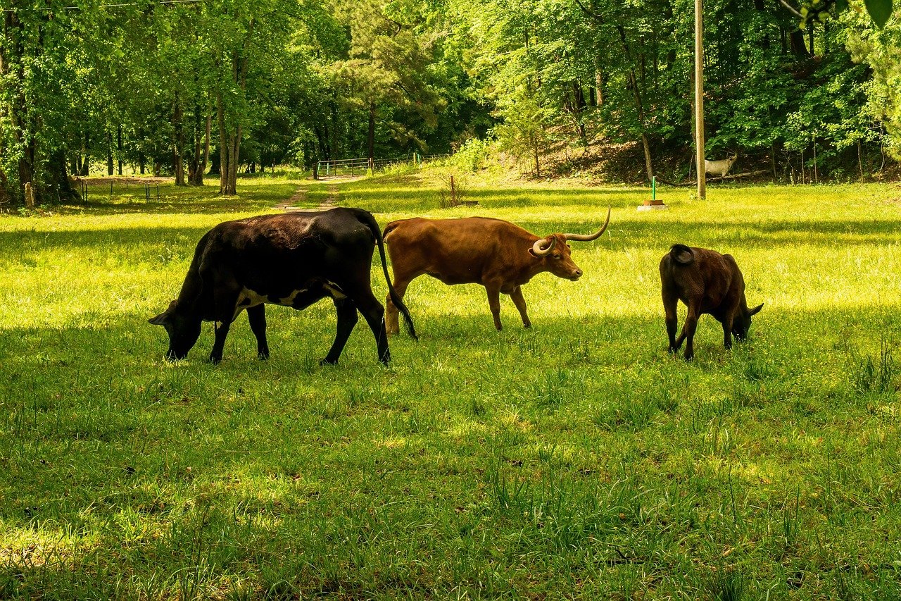 découvrez comment réduire votre empreinte carbone grâce à des gestes quotidiens simples et efficaces. apprenez les stratégies pour limiter l'impact environnemental de votre mode de vie et contribuez à un avenir plus durable.