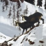 découvrez le chamois, cet animal montagnard élégant et agile, symbolisant la beauté des paysages alpins. apprenez-en plus sur son habitat, son comportement et son rôle dans l'écosystème.
