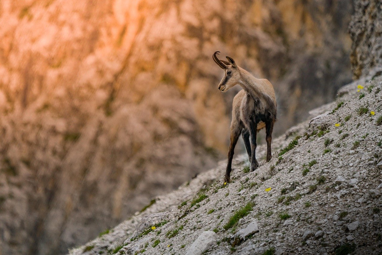 découvrez le chamois, un animal emblématique des montagnes européennes. apprenez tout sur ses habitudes, son habitat naturel et son rôle dans l'écosystème montagnard.