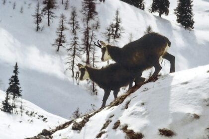 découvrez le chamois, cet animal montagnard élégant et agile, symbolisant la beauté des paysages alpins. apprenez-en plus sur son habitat, son comportement et son rôle dans l'écosystème.