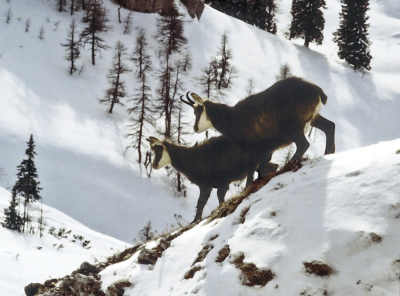 découvrez le chamois, cet animal montagnard élégant et agile, symbolisant la beauté des paysages alpins. apprenez-en plus sur son habitat, son comportement et son rôle dans l'écosystème.