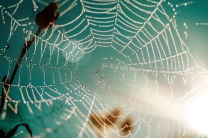 découvrez les core web vitals, des indicateurs essentiels pour mesurer la performance et l'expérience utilisateur de votre site web. améliorez votre référencement et offrez une navigation fluide à vos visiteurs grâce à des conseils pratiques et des outils performants.