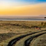 découvrez l'éco-tourisme : une manière responsable et durable de voyager, alliant aventures en pleine nature et respect de l'environnement. explorez des destinations préservées, participez à la protection des habitats locaux et enrichissez votre expérience tout en soutenant les communautés locales.