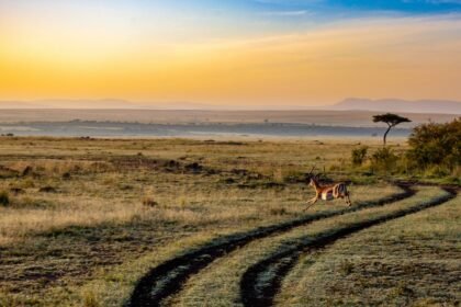 découvrez l'éco-tourisme : une manière responsable et durable de voyager, alliant aventures en pleine nature et respect de l'environnement. explorez des destinations préservées, participez à la protection des habitats locaux et enrichissez votre expérience tout en soutenant les communautés locales.