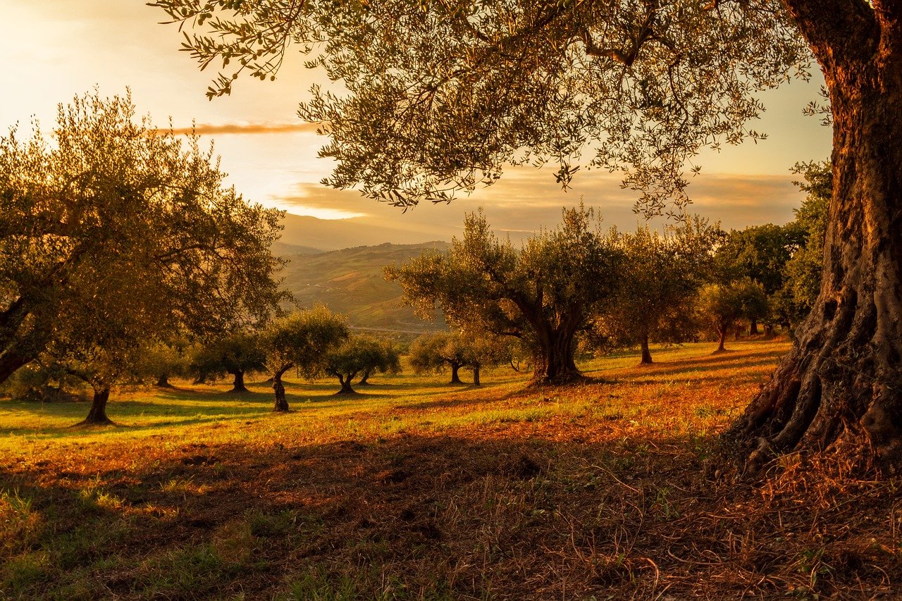 découvrez la beauté des forêts, ces écosystèmes riches en biodiversité. explorez leur importance pour notre planète, des promenades en pleine nature aux bienfaits pour la santé. plongez dans l'univers mystérieux des arbres, des animaux et des paysages enchanteurs.
