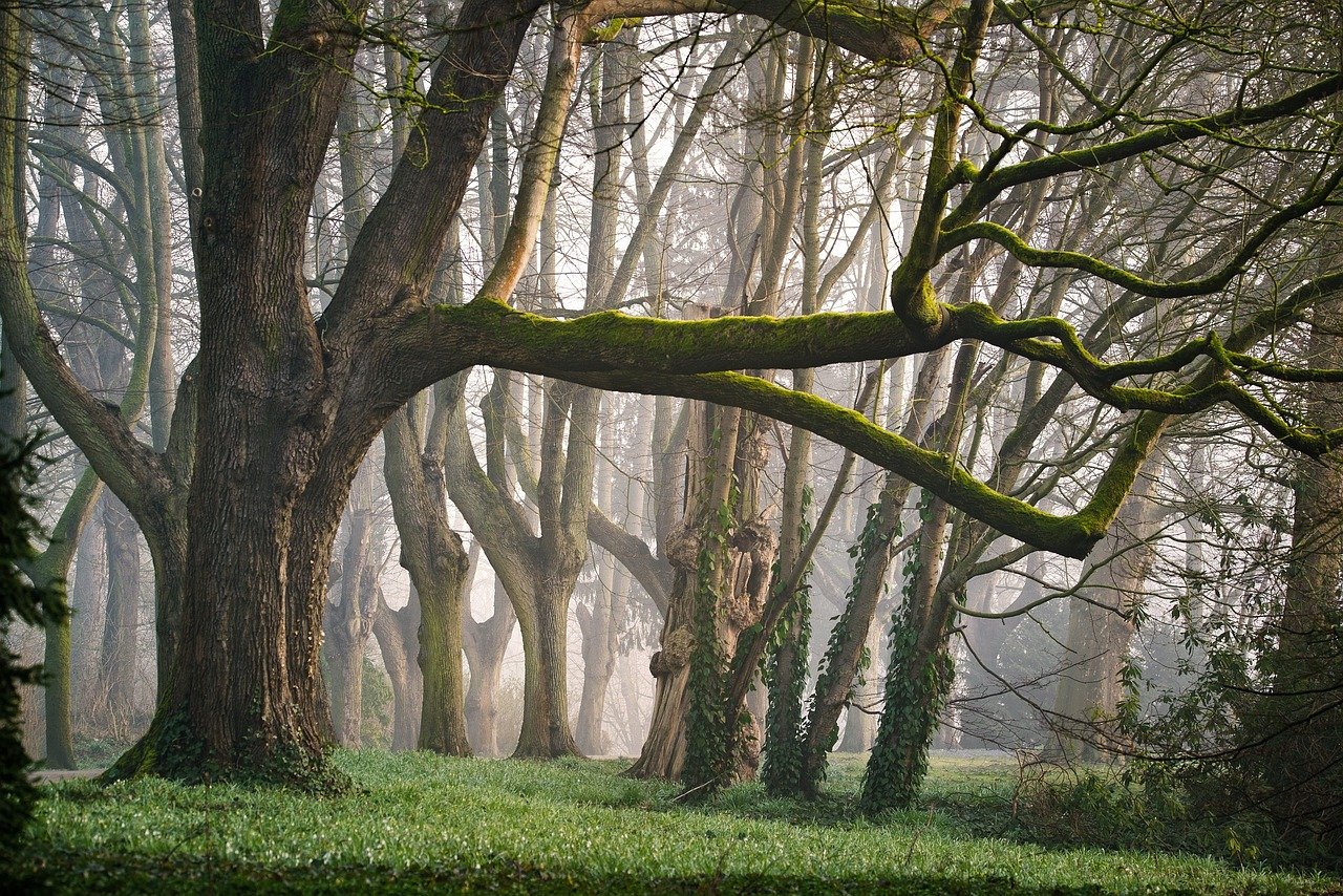 découvrez l'univers fascinant des forêts : leur biodiversité, leur importance écologique et les activités liées à la nature. plongez dans un voyage au cœur des arbres et des paysages verdoyants.