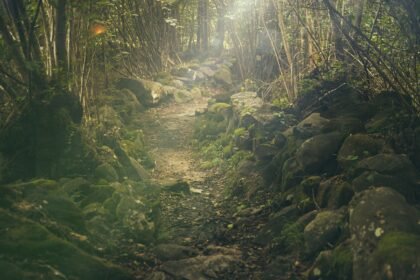 découvrez la magie des forêts, ces écosystèmes riches en biodiversité. plongez dans un monde où la nature s'épanouit, où la faune et la flore cohabitent en harmonie. explorez les sentiers sinueux et laissez-vous envoûter par la beauté des paysages forestiers.