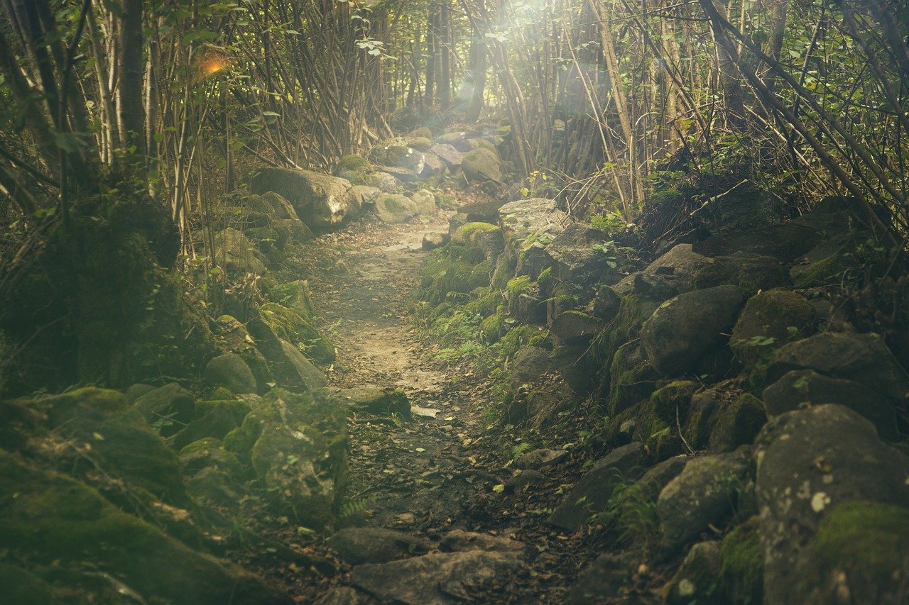 découvrez la magie des forêts, ces écosystèmes riches en biodiversité. plongez dans un monde où la nature s'épanouit, où la faune et la flore cohabitent en harmonie. explorez les sentiers sinueux et laissez-vous envoûter par la beauté des paysages forestiers.