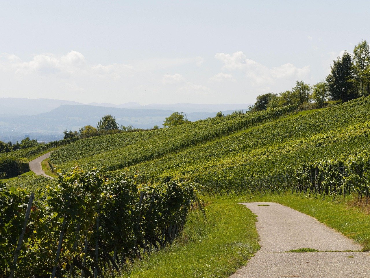 découvrez les cépages oubliés qui redéfinissent l'univers du vin. plongez dans l'histoire et la richesse de ces variétés méconnues, idéales pour les amateurs en quête de nouvelles saveurs et d'expériences authentiques.