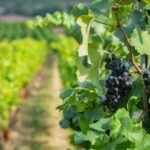 découvrez les cépages oubliés, ces variétés de raisins méconnues qui méritent d'être redécouvertes. explorez leurs caractéristiques uniques, leur rôle dans l'histoire viticole et comment elles contribuent à la diversité des vins d'aujourd'hui.