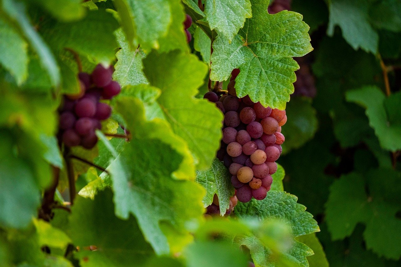 découvrez les variétés de raisins oubliées, des trésors viticoles méconnus qui enrichissent la biodiversité des vignobles. plongez dans l'histoire de ces cépages rares et apprenez comment ils peuvent revitaliser le monde du vin.