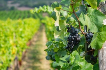 découvrez les cépages oubliés, ces variétés de raisins méconnues qui méritent d'être redécouvertes. explorez leurs caractéristiques uniques, leur rôle dans l'histoire viticole et comment elles contribuent à la diversité des vins d'aujourd'hui.