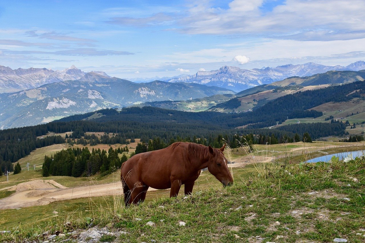 découvrez la haute-savoie, un département enchanteur des alpes françaises, réputé pour ses paysages montagneux spectaculaires, ses stations de ski renommées et ses charmants villages. explorez une nature préservée, dégustez des spécialités savoyardes et laissez-vous séduire par l'authenticité de cette région où aventure et détente se rencontrent.