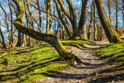 découvrez les sentiers historiques qui retracent des événements marquants et révèlent le patrimoine culturel d'une époque passée. partez à l'aventure en explorant ces parcours enrichissants qui vous plongeront dans l'histoire et vous feront vivre des moments inoubliables.