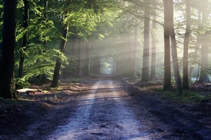 découvrez les sentiers d'interprétation, une expérience immersive qui allie nature et culture. explorez des chemins balisés qui vous guident à travers des paysages fascinants tout en vous fournissant des informations enrichissantes sur la faune, la flore et le patrimoine local. parfait pour les amateurs de randonnée et les curieux de nature.