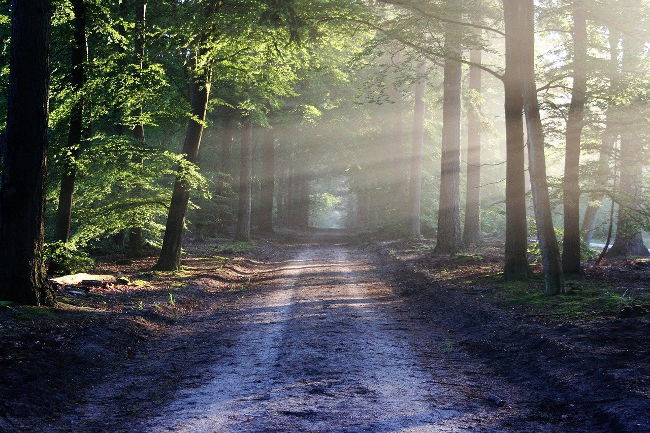 découvrez les sentiers d'interprétation, une expérience immersive qui allie nature et culture. explorez des chemins balisés qui vous guident à travers des paysages fascinants tout en vous fournissant des informations enrichissantes sur la faune, la flore et le patrimoine local. parfait pour les amateurs de randonnée et les curieux de nature.