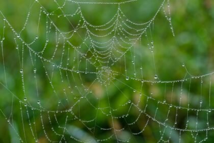 découvrez les étoiles du web local : un aperçu des créateurs de contenu, influenceurs et entrepreneurs qui façonnent la scène numérique près de chez vous. explorez leurs talents, histoires et contributions à la communauté en ligne.