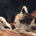 découvrez l'importance du contenu localisé pour toucher votre audience cible. apprenez comment adapter vos messages pour différents marchés tout en préservant l'authenticité de votre marque.