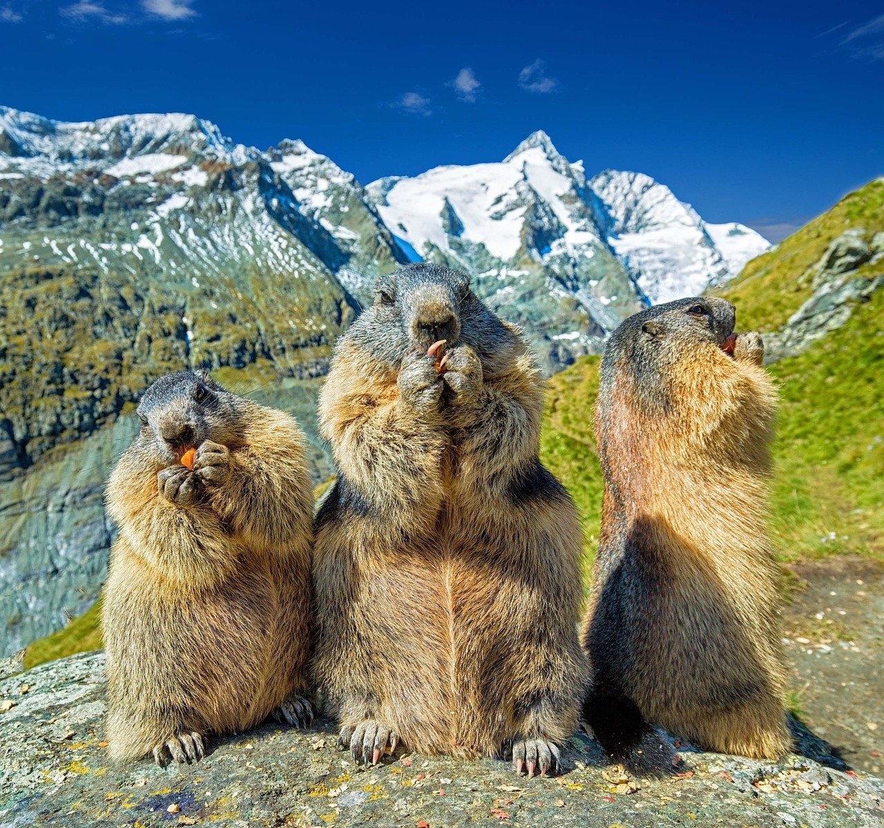 découvrez l'univers fascinant des marmottes grâce à notre guide d'observation. apprenez à repérer ces animaux emblématiques dans leur habitat naturel et vivez une expérience inoubliable au cœur de la nature.