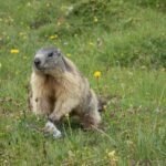 découvrez les techniques d'observation des marmottes dans leur habitat naturel. apprenez à identifier les comportements fascinants de ces rongeurs et les meilleures périodes pour les observer dans les montagnes. un guide complet pour les passionnés de faune et les amateurs de nature.