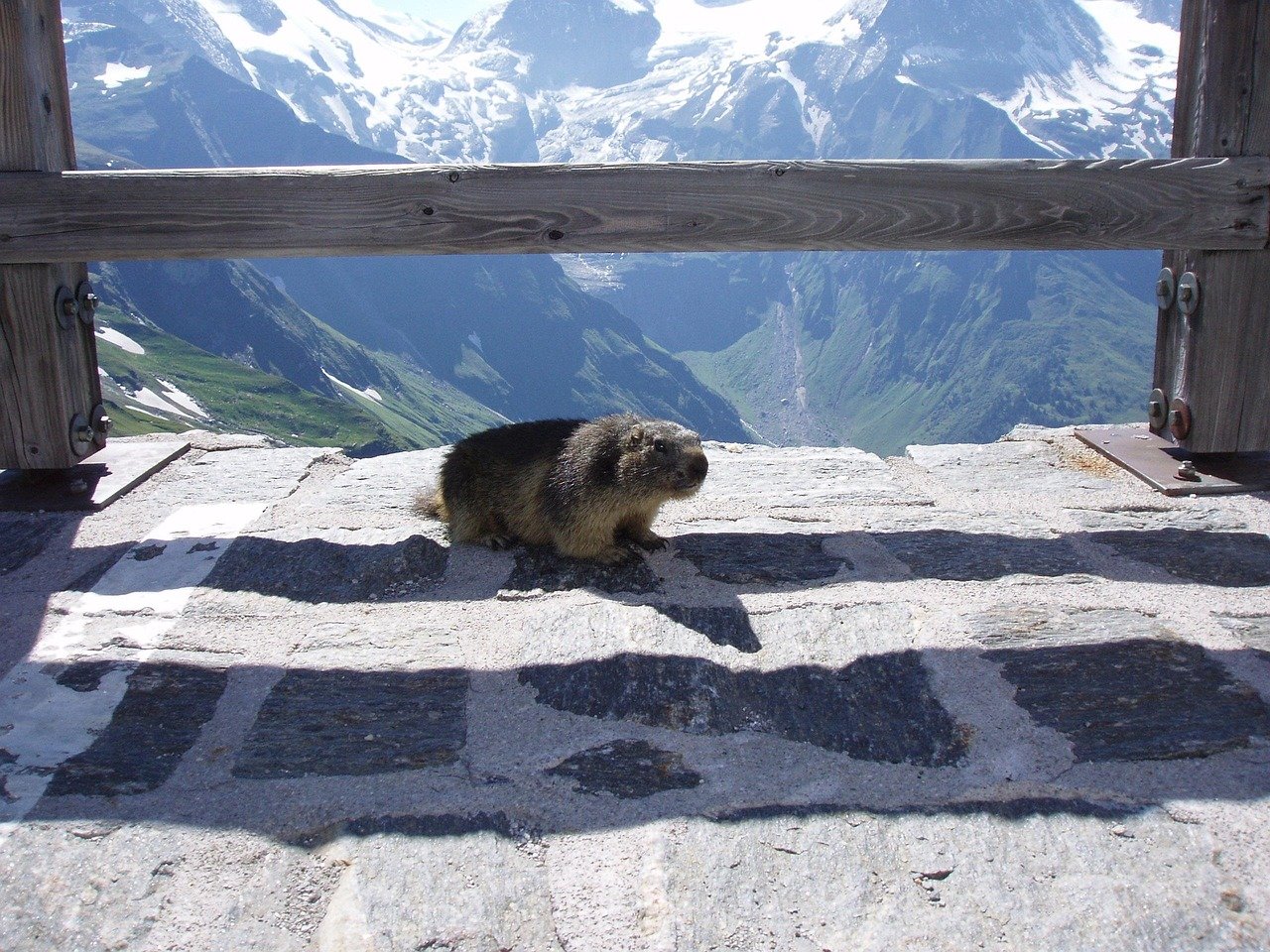 découvrez l'univers fascinant de l'observation des marmottes, où vous apprendrez à identifier ces adorables rongeurs dans leur habitat naturel. rejoignez-nous pour une expérience inoubliable au cœur de la nature et admirez leur comportement en toute tranquillité.