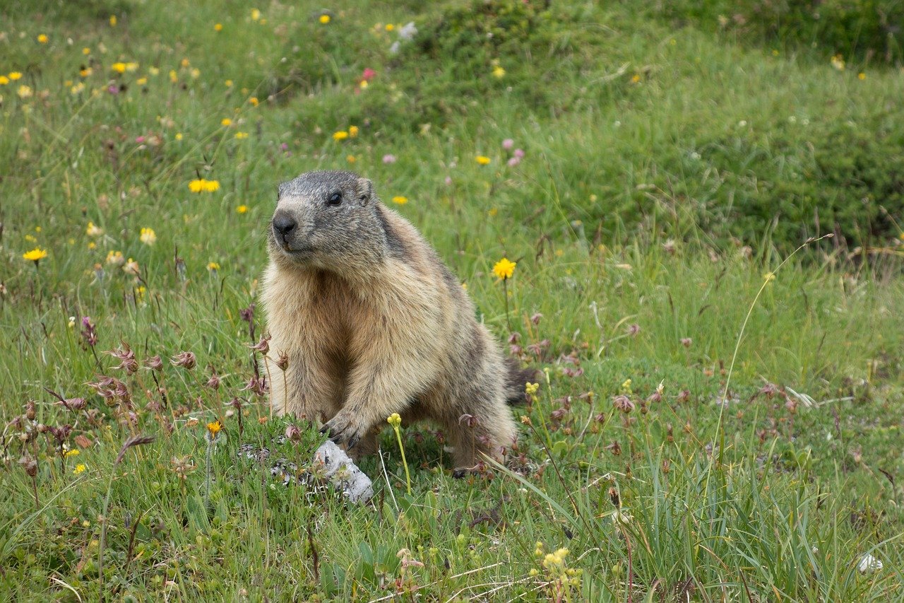 découvrez les techniques d'observation des marmottes dans leur habitat naturel. apprenez à identifier les comportements fascinants de ces rongeurs et les meilleures périodes pour les observer dans les montagnes. un guide complet pour les passionnés de faune et les amateurs de nature.