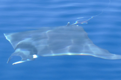 venez vivre une expérience inoubliable au cœur de la méditerranée en observant les dauphins dans leur habitat naturel. découvrez leur comportement fascinant et profitez d'une excursion en bateau exceptionnelle pour une rencontre unique avec ces créatures marines majestueuses.