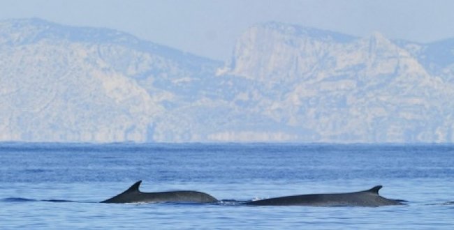 découvrez l'incroyable expérience d'observation des dauphins en méditerranée. plongez dans un monde marin fascinant et admirez ces créatures majestueuses évoluer dans leur habitat naturel. rejoignez-nous pour une aventure inoubliable en mer, alliant nature et émotion.