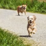 découvrez l'univers passionnant du running, des conseils pour débutants aux entraînements avancés, en passant par les meilleures chaussures et les marathons. rejoignez notre communauté de coureurs et améliorez vos performances tout en vous amusant.
