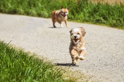 découvrez l'univers passionnant du running, des conseils pour débutants aux entraînements avancés, en passant par les meilleures chaussures et les marathons. rejoignez notre communauté de coureurs et améliorez vos performances tout en vous amusant.