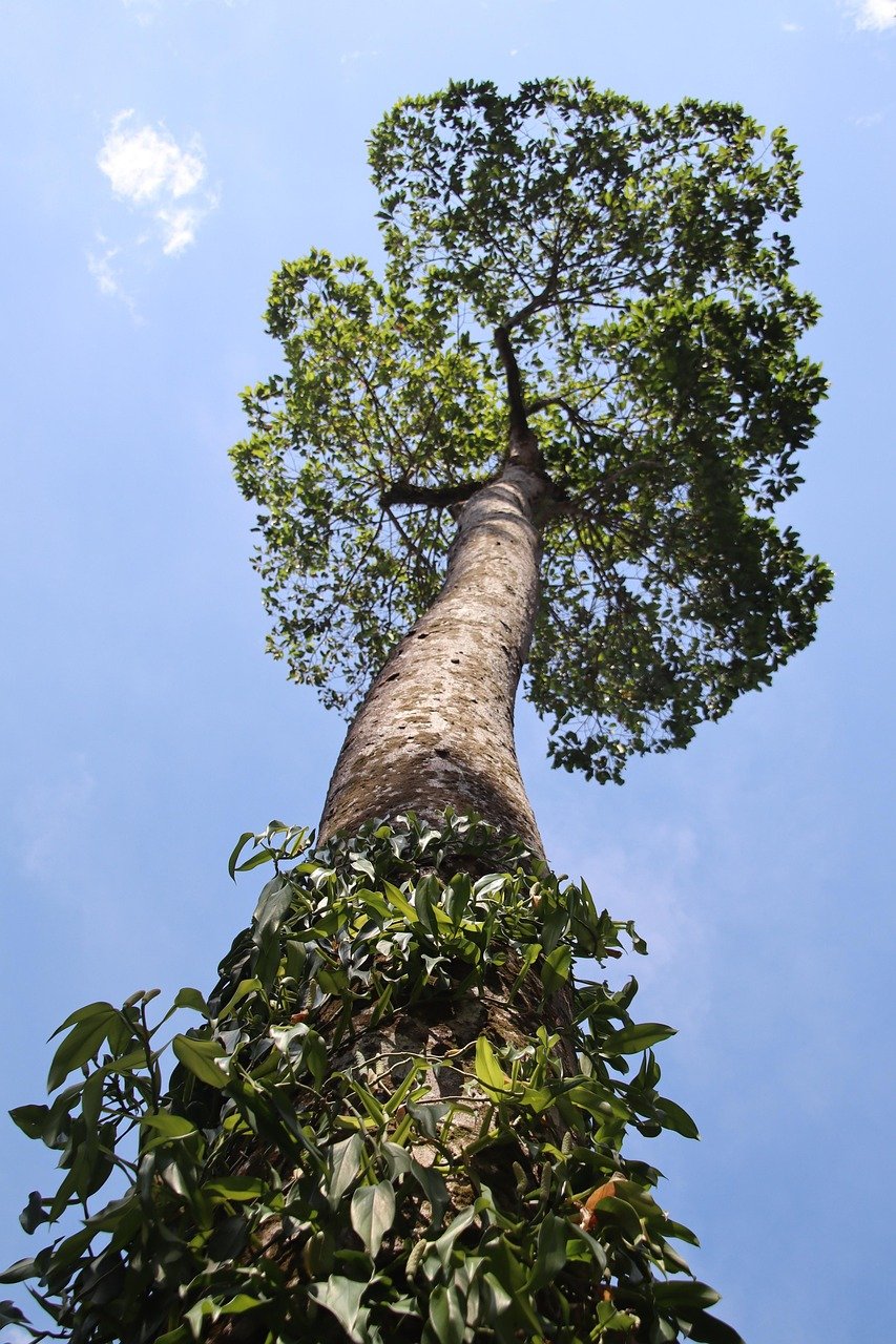 découvrez l'excitation des aventures dans les arbres avec treetop adventure ! explorez des parcours acrobatiques uniques au cœur de la nature, challengez-vous sur des tyroliennes spectaculaires et vivez des moments inoubliables en famille ou entre amis.