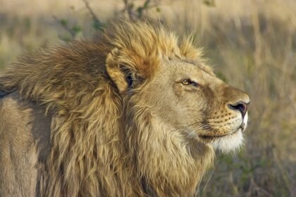 découvrez un monde fascinant au cœur de notre parc animalier, où la faune sauvage évolue dans un environnement naturel. observez des espèces exceptionnelles, participez à des activités interactives et apprenez l'importance de la conservation dans un cadre enchanteur.