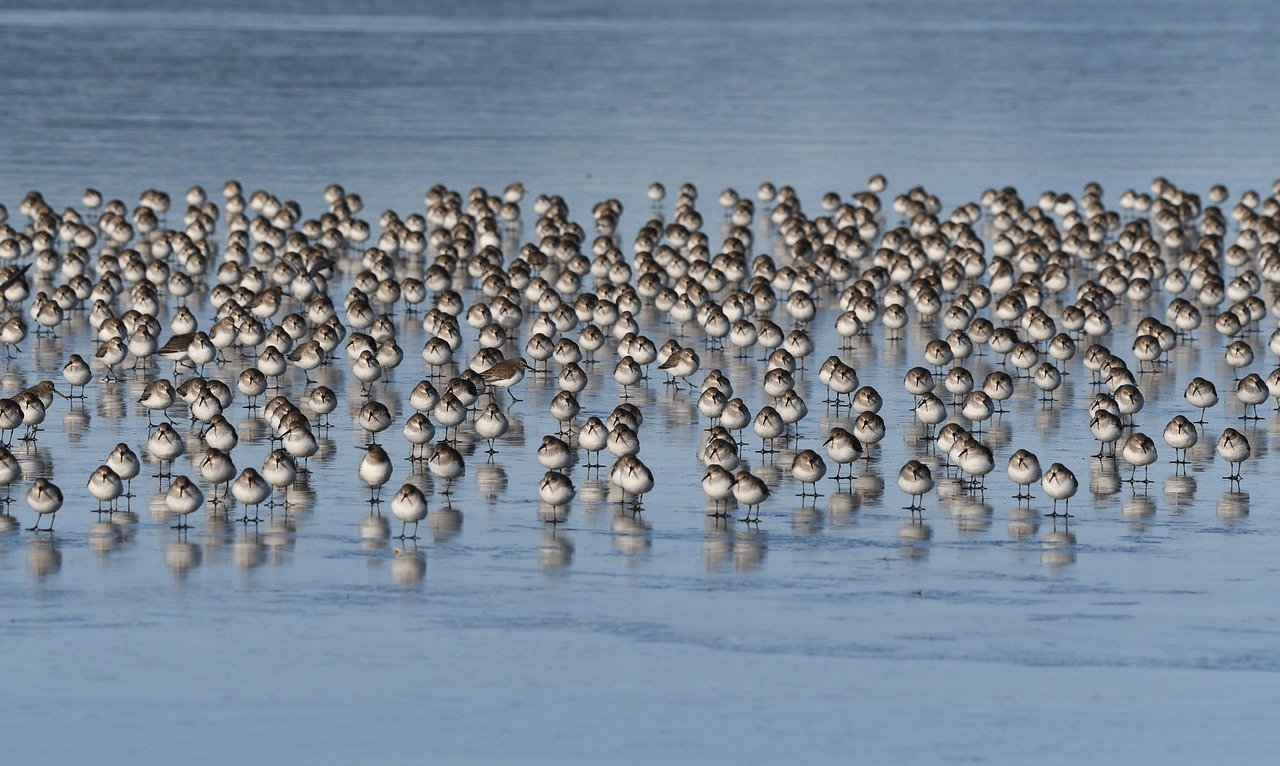 découvrez l'art de l'observation des oiseaux avec notre guide complet sur le birdwatching. explorez des techniques, des lieux incontournables et des conseils pour observer et apprécier la beauté des oiseaux dans leur habitat naturel.