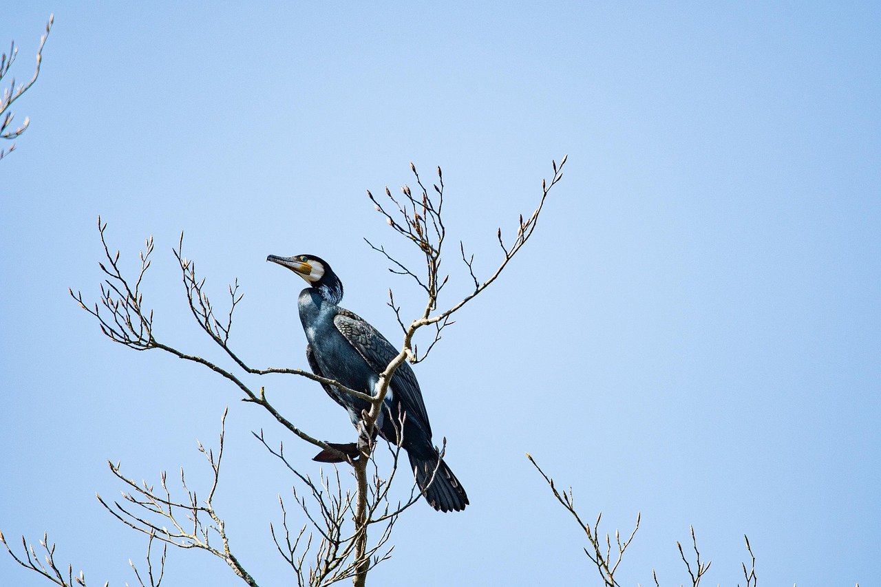 découvrez l'art de l'observation des oiseaux avec notre guide complet sur le birdwatching. apprenez à identifier les espèces, les meilleurs spots d'observation et les équipements essentiels pour profiter pleinement de cette activité fascinante.