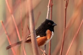 découvrez l'art du birdwatching en vous immergeant dans la nature. observez des oiseaux dans leur habitat naturel, apprenez à identifier différentes espèces et appréciez la beauté de la faune aviaire. que vous soyez débutant ou passionné, cette activité vous promet des moments inoubliables.