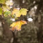 découvrez toutes les mentions légales, informations obligatoires et détails relatifs à notre site pour garantir transparence et conformité juridique.