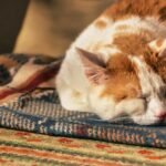 découvrez tout sur le contenu généré par les utilisateurs (ugc) : définition, avantages pour les marques, bonnes pratiques et astuces pour booster l’engagement avec l’authenticité du contenu ugc.