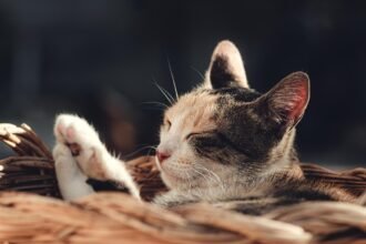 découvrez comment exploiter le user-generated content pour développer votre notoriété, renforcer la confiance de vos clients et dynamiser votre stratégie marketing en ligne.
